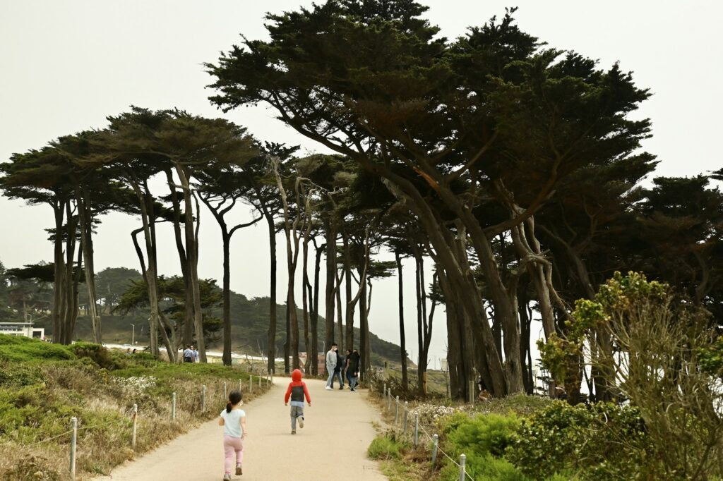 People and kids on a walkway next to Monterey cypress trees